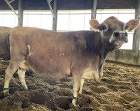 A2A2 Jersey cow