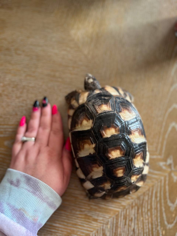 Marginated Tortoise, cage and all accessories in Reptiles & Amphibians for Rehoming in Edmonton
