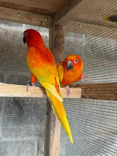 Young DNAed breeding pairs of RED PIED SUN CONURES, View more