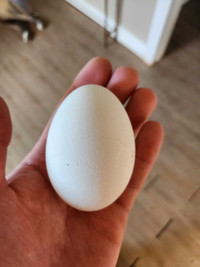 Fertile goose eggs