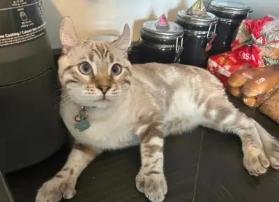 Meet Gilbert He’s 18lbs and half Hylander Lynx and half Bengal both his parents were pure bred! He’s...