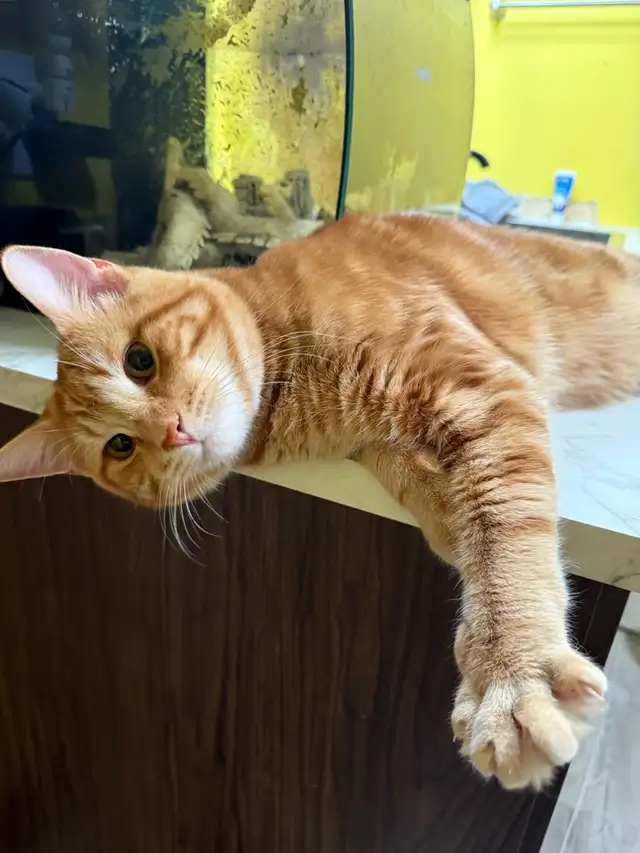 Male cat looking for forever home