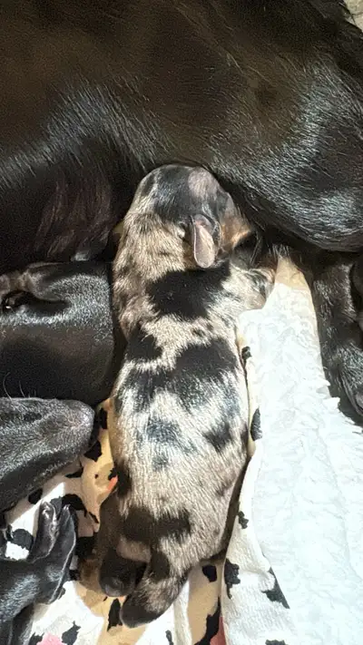 miniature dachshund puppies for sale, View more