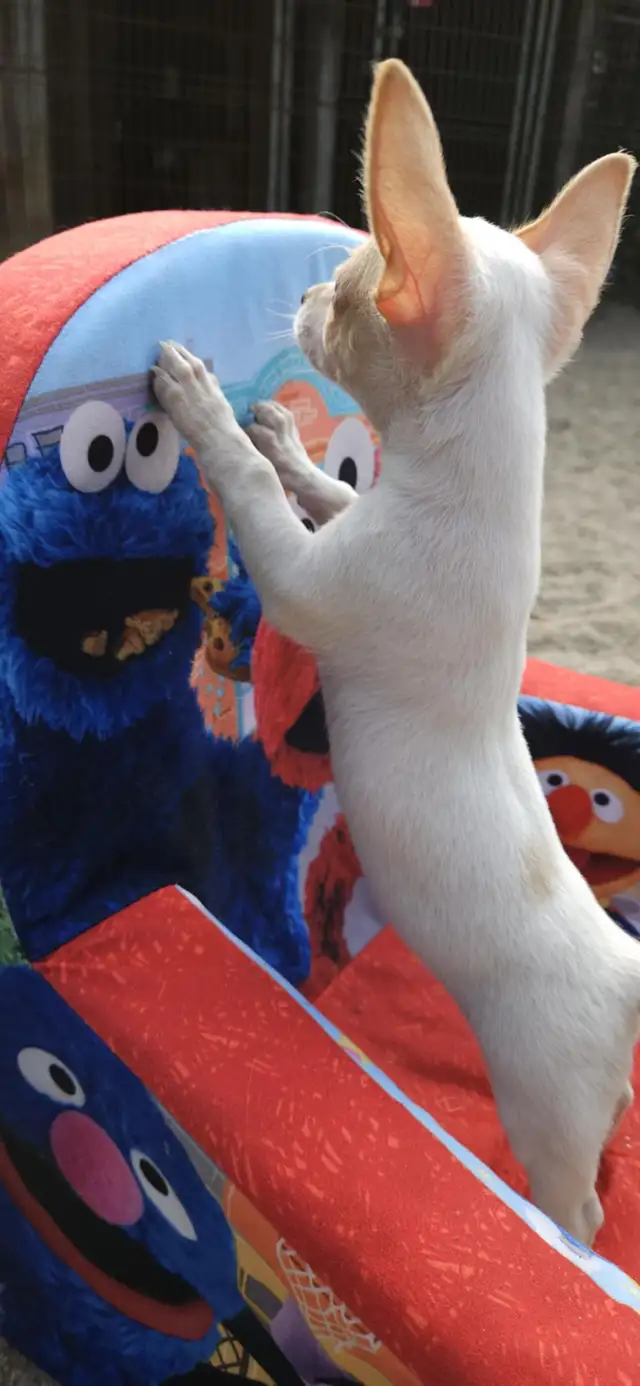 chihuahua croisé teckel in Dogs & Puppies for Rehoming in Laurentides - Image 11