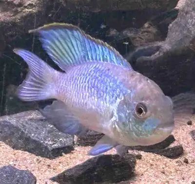Electric Blue Acara (Adult), View more