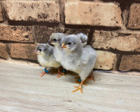 Lavender orpington day old chicks