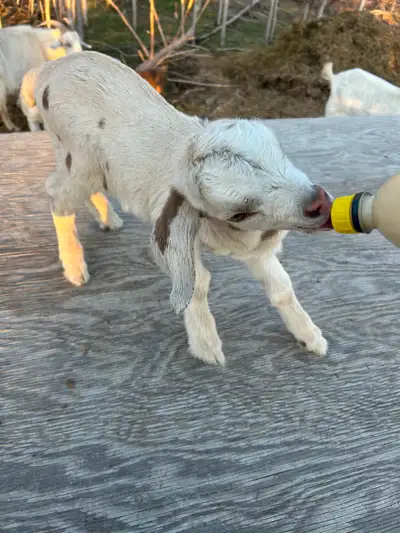Bottle baby goats, View more