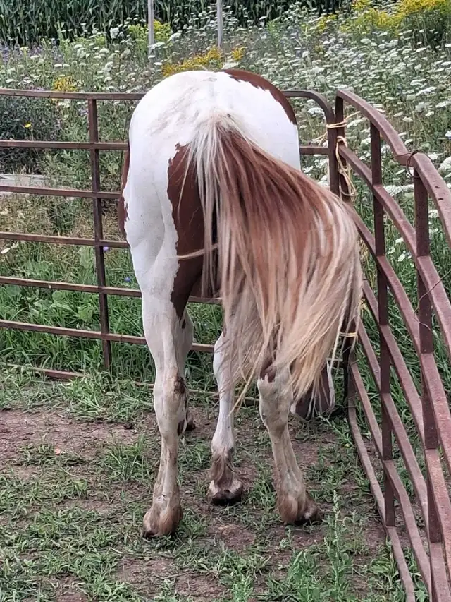 16 month old percheron paint cross filly. in Horses & Ponies for Rehoming in Owen Sound - Image 3