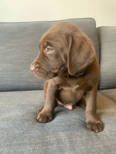Labradors prêt à partir 800$, View more