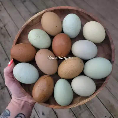 Assorted chicks , View more