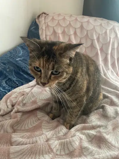 Cat for sale , View more