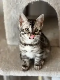 Adorable chatons Bengal silver 