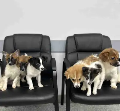 Puppies For Rehoming, View more