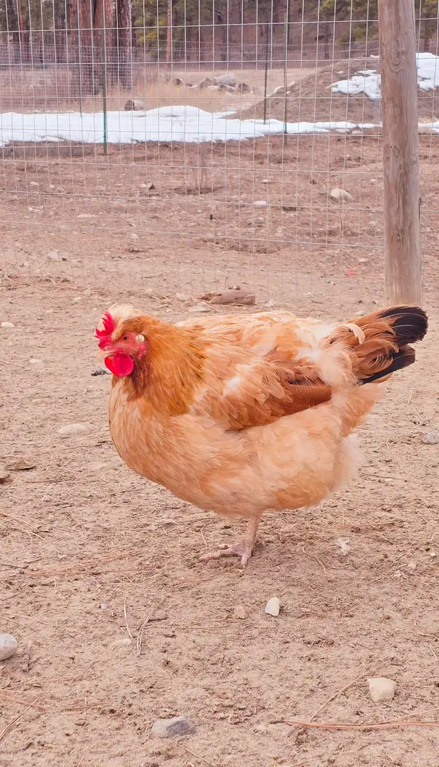 Fertilized eggs in Livestock in Cranbrook - Image 10