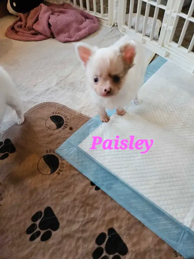 Precious Pom-Chi's in Dogs & Puppies for Rehoming in Edmonton - Image 3