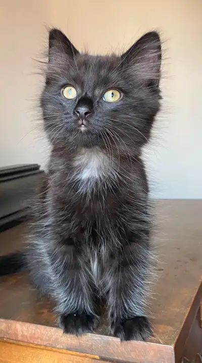 Une petite douceur de chatonne. Superbe avec enfants et autres chats ! Prête à partir dans sa nouvel...
