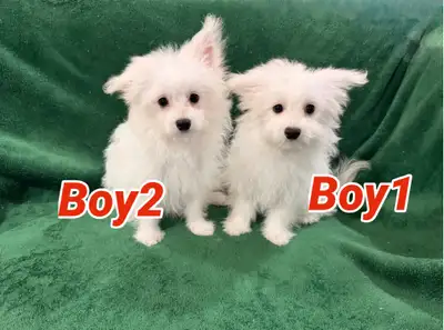 Pomeranian Bichon Mix puppies, View more