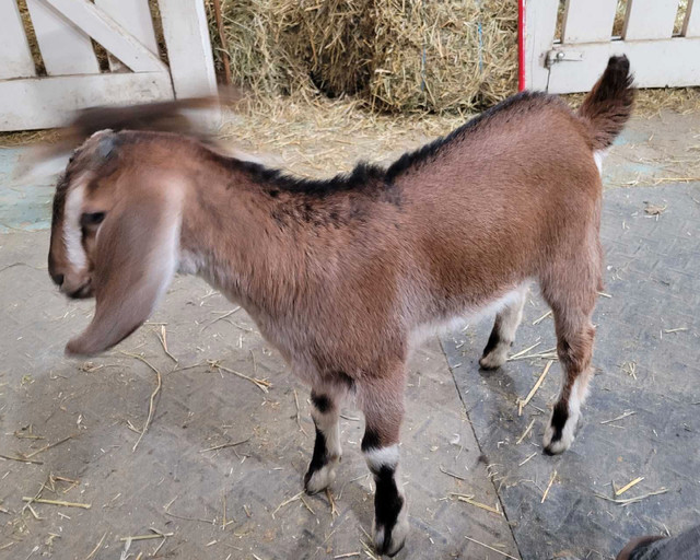 Nubian goat (doe) in Livestock in Gatineau - Image 2