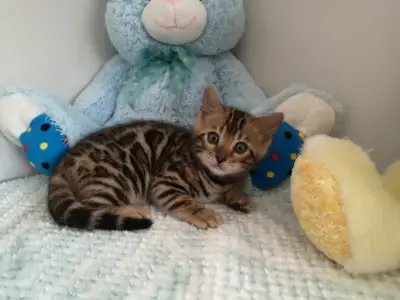 ❤️ VALENTYNE ENTERPRISE BENGAL KITTEN TICA REG 7059303541  ❤️, View more