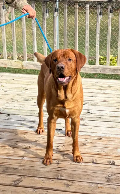 CKC Fox Red Lab, View more