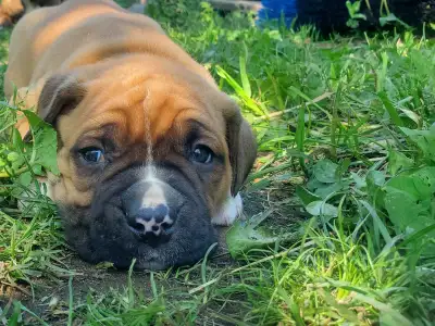 PRICE DROP:  Cane Corso Bull boxer X Puppies, View more