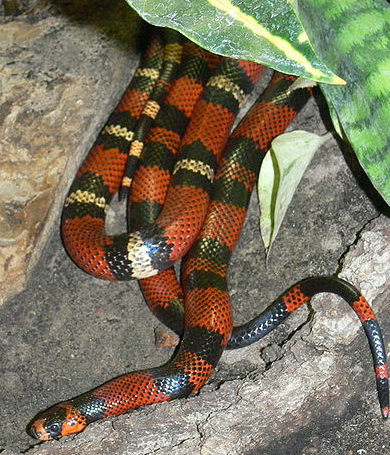 BEAUTIFUL HONDURAN MILK SNAKE $200 in Reptiles & Amphibians for Rehoming in North Bay - Image 2