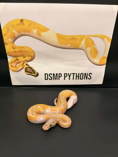 Banana Mahogany Pied 50% het Lavender Ball Python, View more