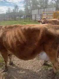 Fresh Jersey cow with heifer calf for sale...