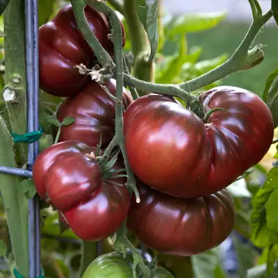 Organic Heirloom Tomato Plants, View more