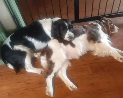 3 Springer Spaniels - 1 B/W boy, 1 W/Liver girl, View more