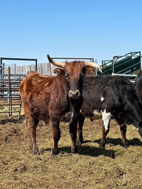 Longhorn steers