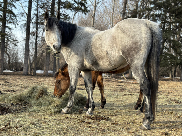 2012 Grey AQHA Broodmare in Equestrian & Livestock Accessories in Calgary