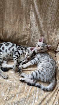Purebred Male Bengal Kittens