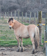 Registered Norwegian Fjord stallion