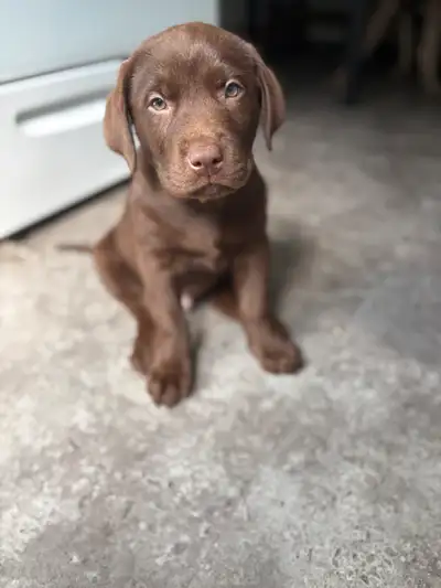 Purebred Chocolate Labrador Puppies, View more