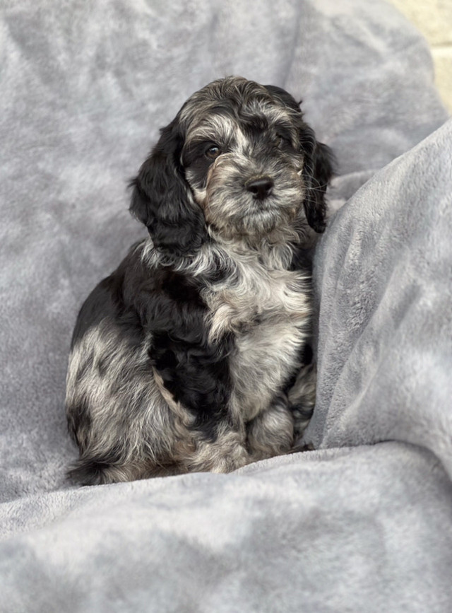 Microchiped mini Cockapoo puppies  in Dogs & Puppies for Rehoming in Hamilton