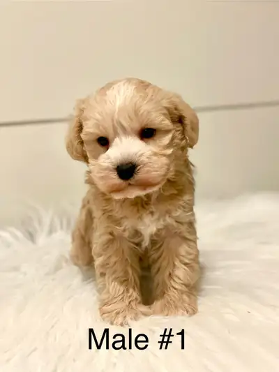Gorgeous Miniature Schnoodle Puppies, View more