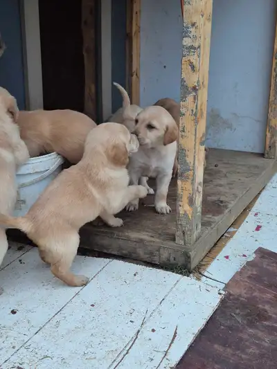 Adorable golden doodle puppies, View more