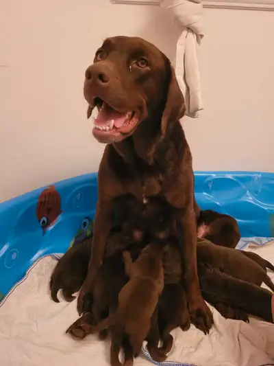chocolate lab puppies, View more