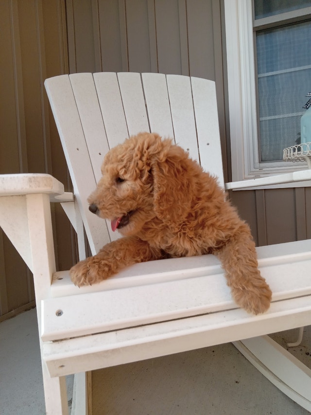 Red /Apricot standard Poodles Dogs & Puppies for Rehoming Stratford