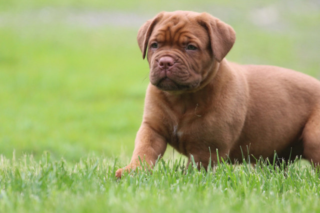 Dogue de Bordeaux in Dogs & Puppies for Rehoming in Kingston - Image 4