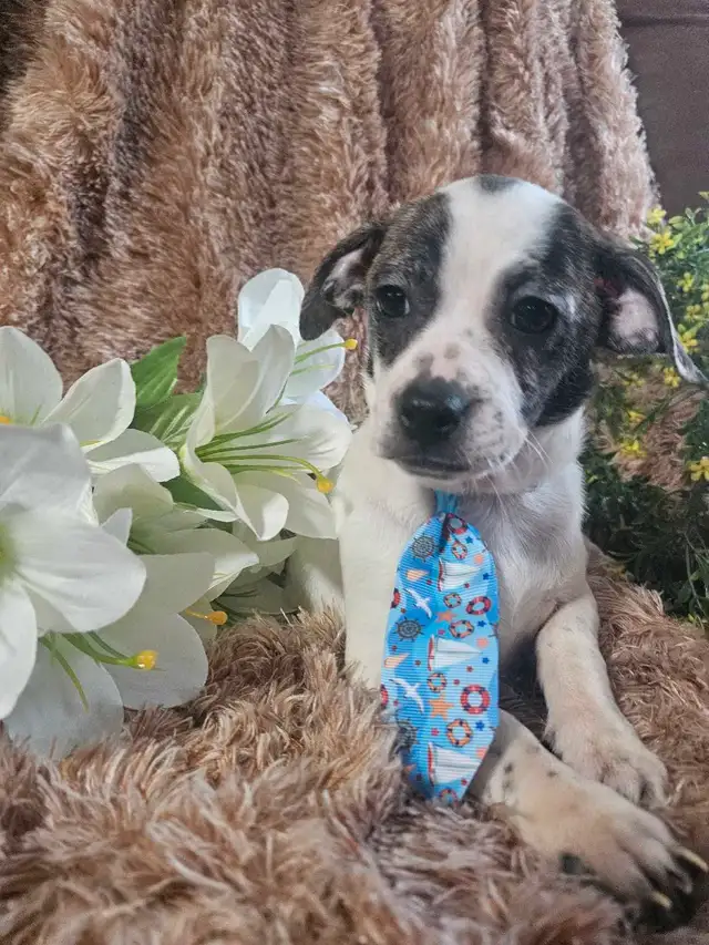 Magnifique chihuahua melanger** woww  quel beaute** in Dogs & Puppies for Rehoming in City of Montréal - Image 9