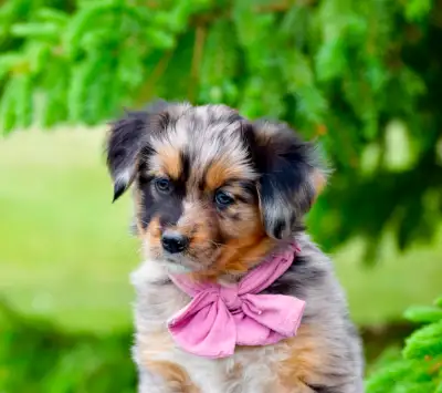 These gorgeous MINIATURE pups are almost ready to go!!! Mom is Miniature Golden Aussie, Belle is 27l...