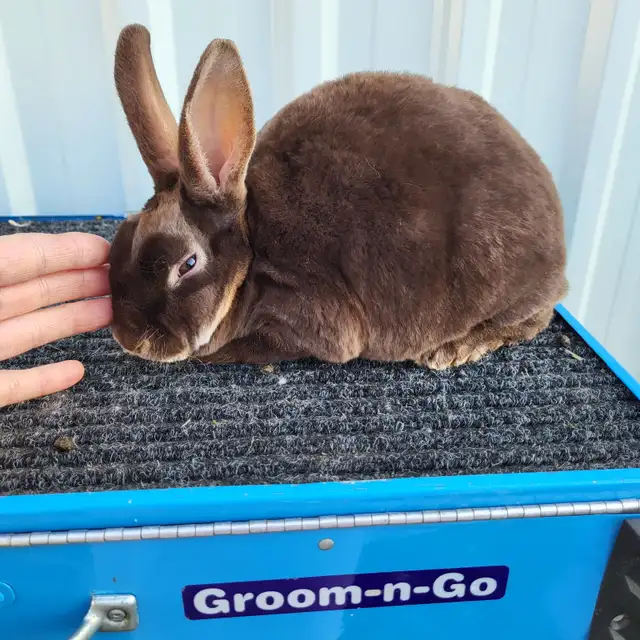 EXTRAORDINARY MINI REX BABY RABBITS in Small Animals for Rehoming in Ottawa - Image 10