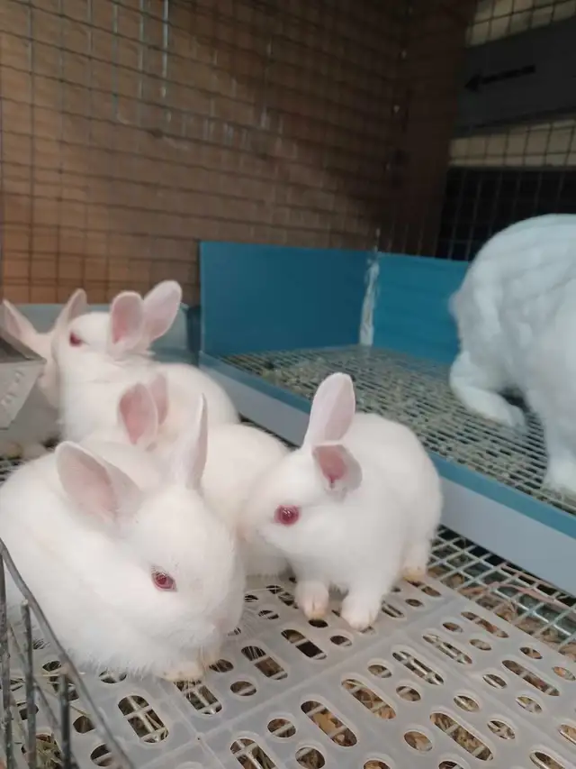 Florida whites bunnies (meat rabbits) in Small Animals for Rehoming in City of Toronto - Image 2