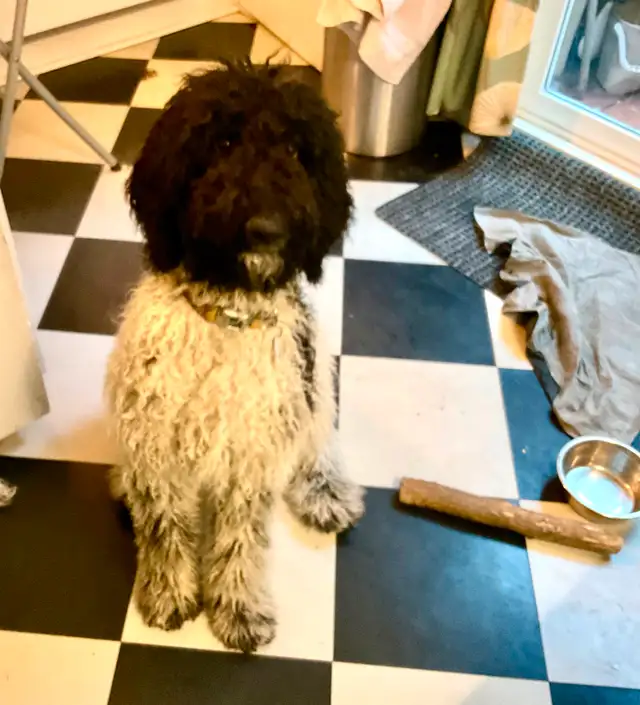 Caniche royal bicolore de 7 mois in Dogs & Puppies for Rehoming in City of Montréal - Image 3