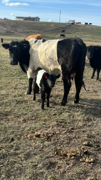 2 BELTED GALLOWAY COWS