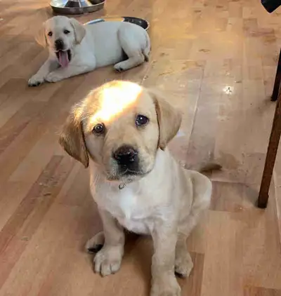 Golden Lab Puppies, View more