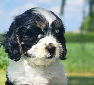 Yorkalier puppies, View more