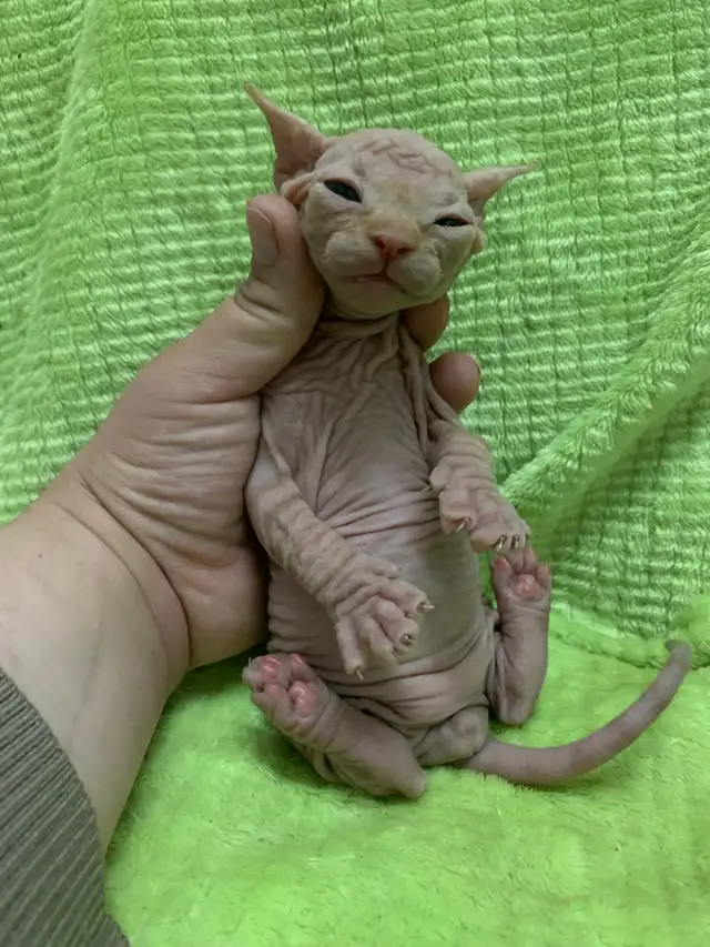 Sphinx Kittens for Adoption in Cats & Kittens for Rehoming in City of Montréal - Image 6